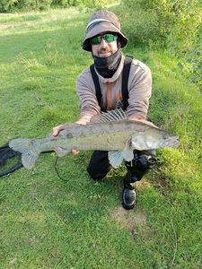 Zander