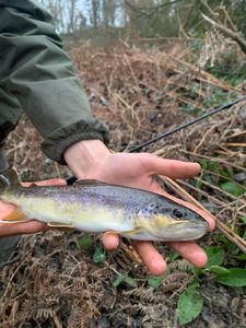 Brown Trout