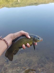 Tench