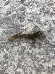 Round Goby