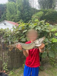 Northern Pike
