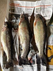 Rainbow Trout