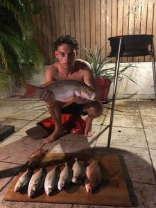 Mutton Snapper