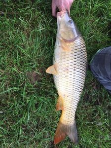 Common Carp
