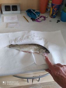 Rainbow Trout