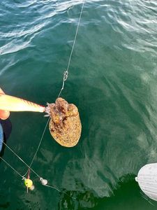 Common Cuttlefish