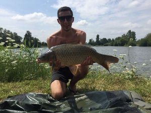 Common Carp