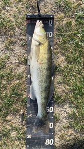 Zander