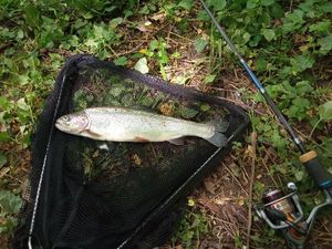 Rainbow Trout