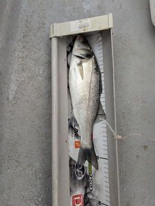 European Bass (Seabass)