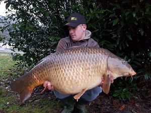 Common Carp