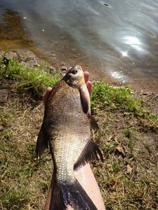 Common Bream