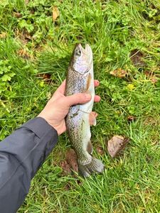 Rainbow Trout