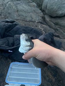 European Bass (Seabass)