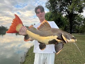Redtail Catfish (Pirarara)