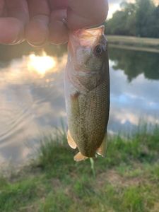 Largemouth Bass