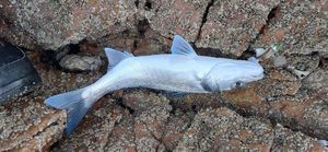 European Bass (Seabass)
