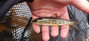 Atlantic Salmon (Juvenile)