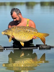 Mirror Carp