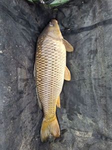 Common Carp