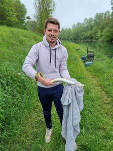 European Eel (Common Eel)