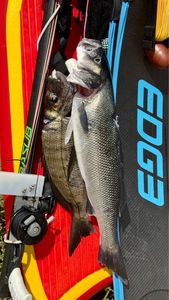 European Bass (Seabass)
