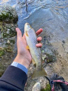 Brown Trout