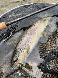 Brown Trout