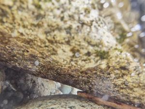Brook Trout