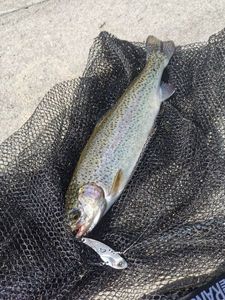 Rainbow Trout