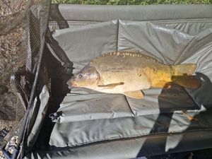 Common Carp