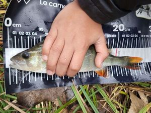 European Perch