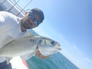 European Bass (Seabass)