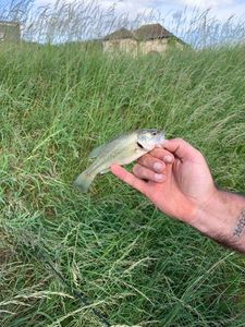 Smallmouth Bass