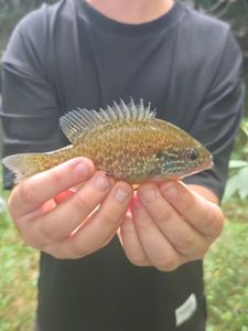Green Sunfish