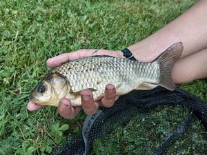 Crucian Carp