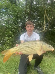 Common Carp