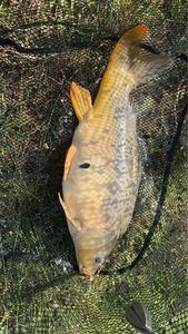 Leather Carp