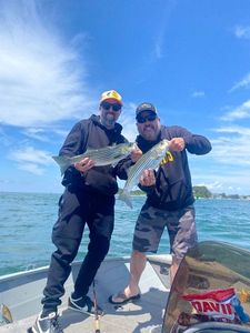 Striped Bass (Landlocked)