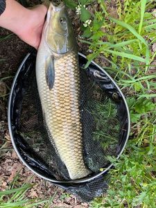 Grass Carp