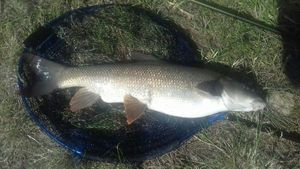 Barbel