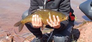 Common Carp