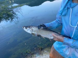 Tarpon
