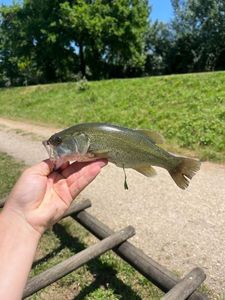 Smallmouth Bass