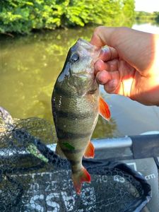 European Perch