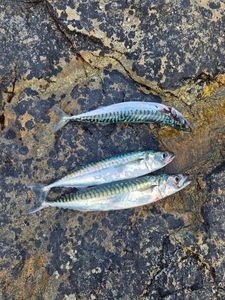 Mackerel