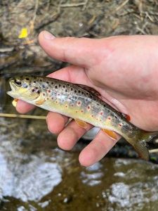 Brown Trout