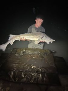 Sturgeon