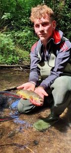 Brown Trout