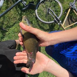 Tench